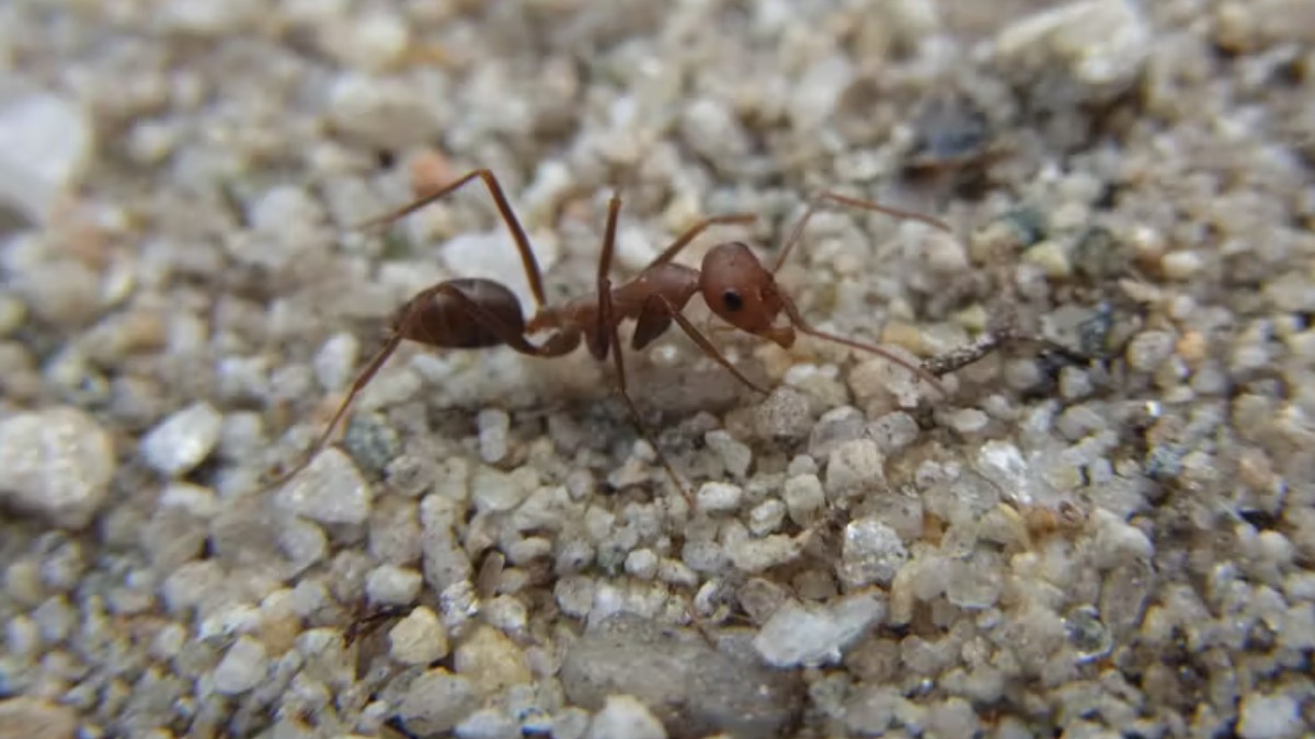 É assim que as formigas do deserto voltam para casa